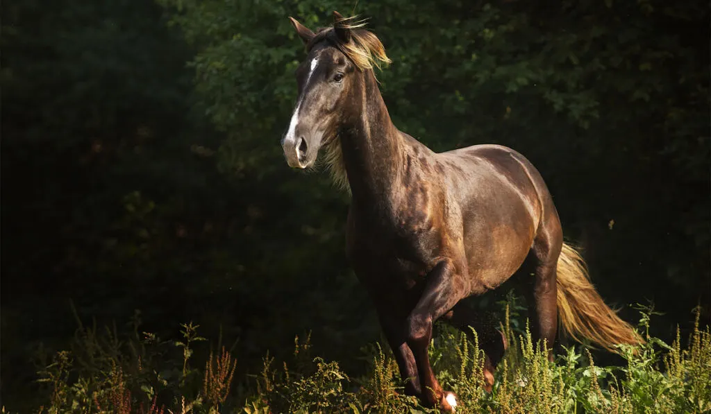 Beautiful black Kentucky mountain saddle horse running in the forest