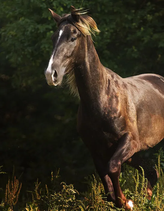 beautiful black kentucky mountain saddle horse running in the forest
