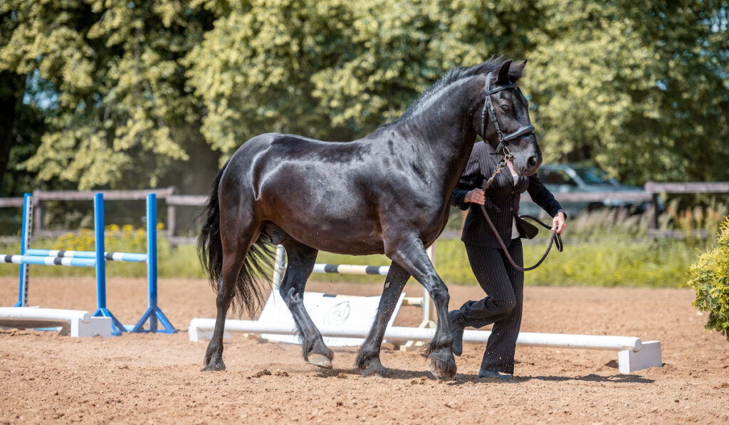 Beautiful black mare fell pony in motion walking with its trainer 