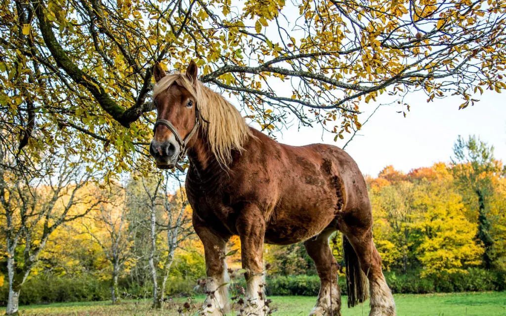 Beautiful brown Ardennes horse 