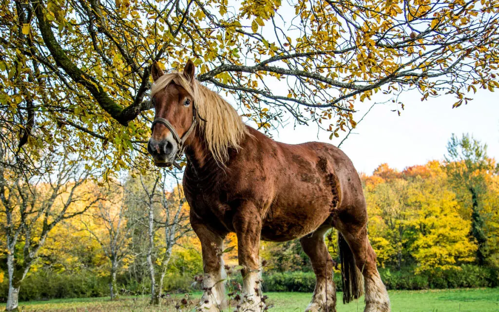 Beautiful brown Ardennes horse