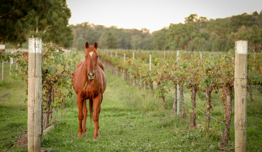Beautiful brown horse in vineyard eating grass
