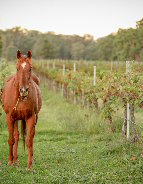 Beautiful brown horse in vineyard eating grass