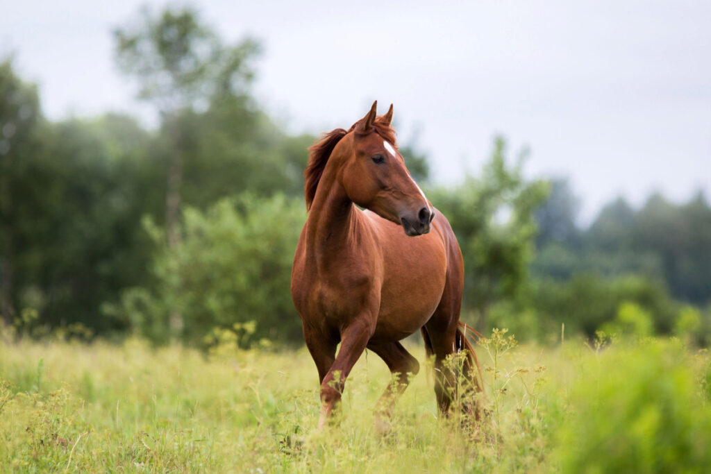 Beautiful chestnut horse standing in a green field