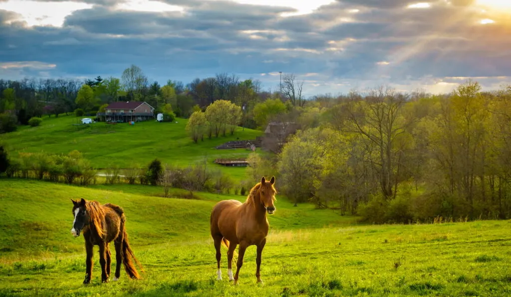 Beautiful chestnut horses on a farm