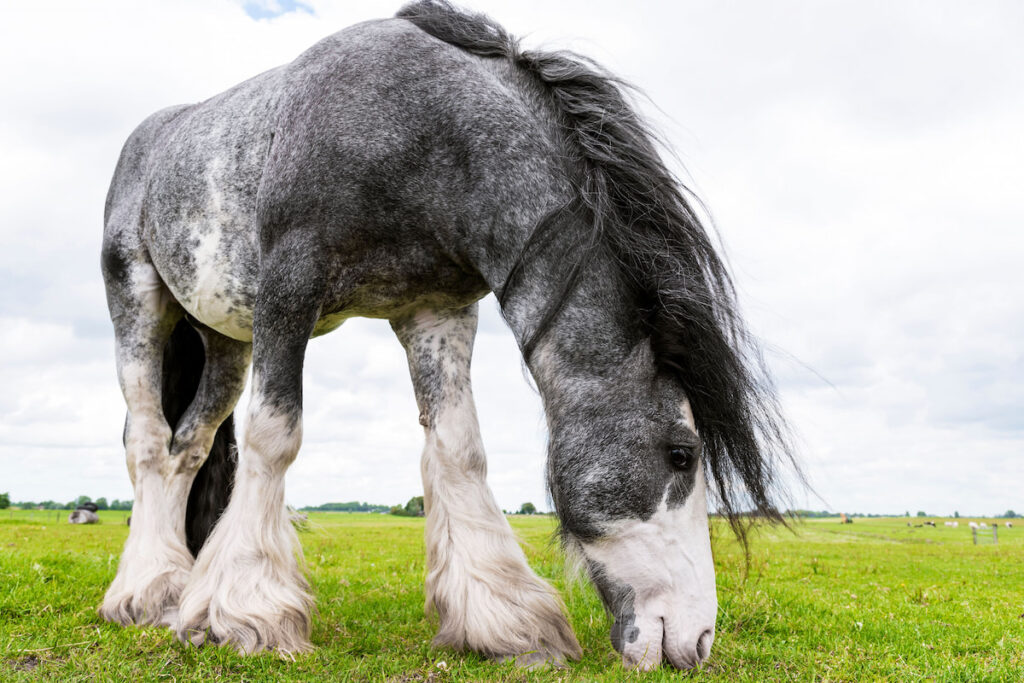 Beautiful dutch draft horse grazing in meadow in spring