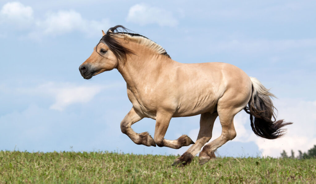 Beautiful fjord horse running on pasture
