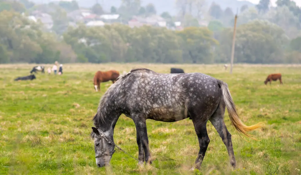 Beautiful gray horse grazing in green grassland summer field  ee220401