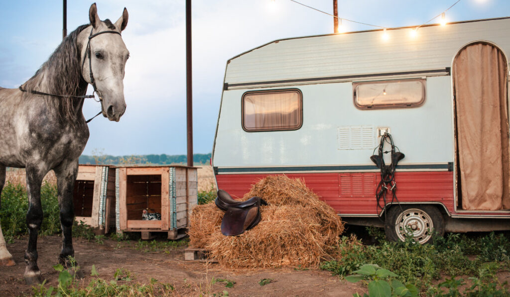 Beautiful gray horse, mobile trailer,