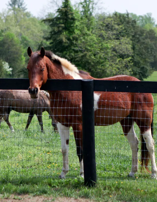 Beautiful horse greets at the fence in a grassy field