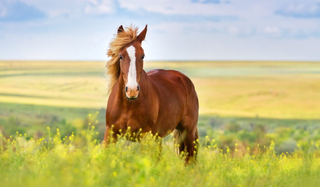 Beautiful horse in spring field with yellow flowers