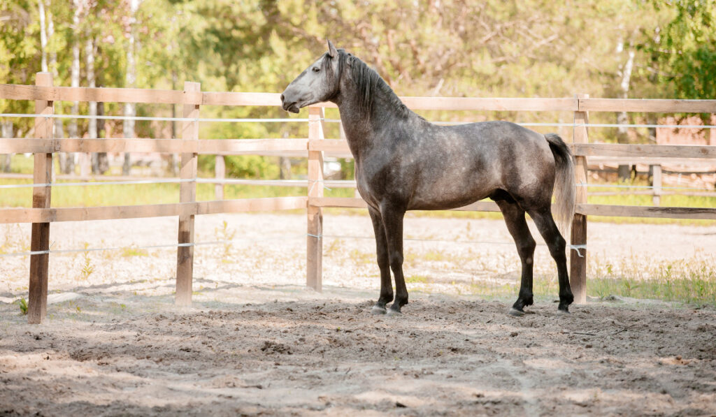 Beautiful horse portrait in motion in the stallion. Equine. Countryside. Equestrian
