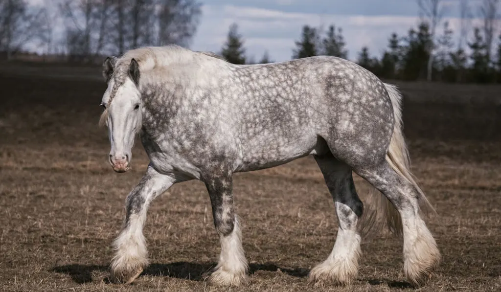 Beautiful portrait of a big Shire horse grazing