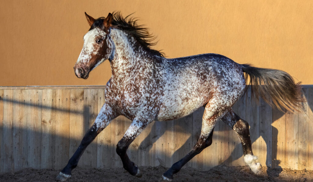 Beautiful rare mixed breed of Spanish and Appaloosa horse.  ee220329