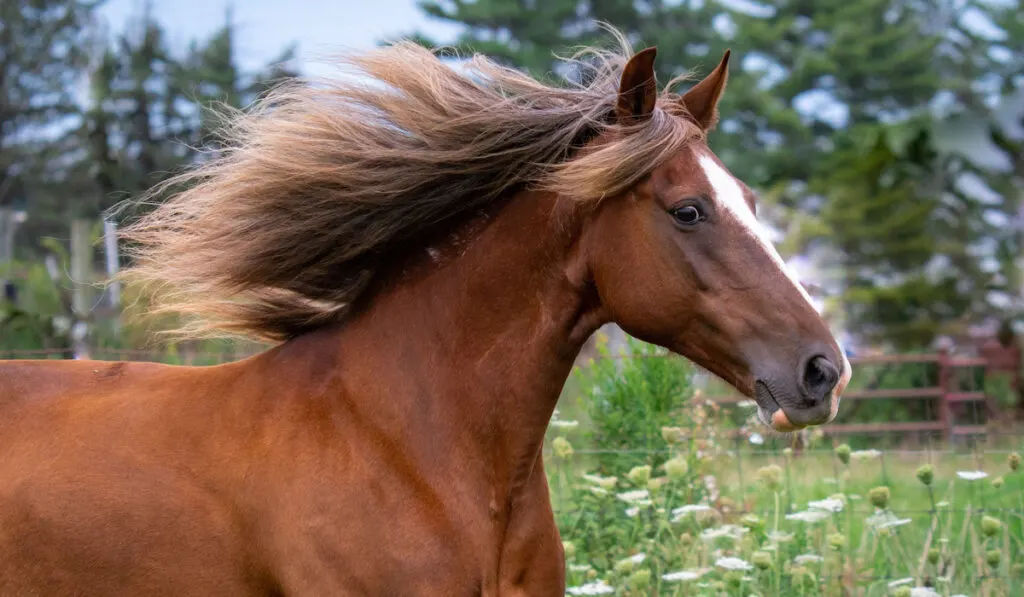 Beautiful red chocolate rocky mountain horse running in pasture with flowing mane