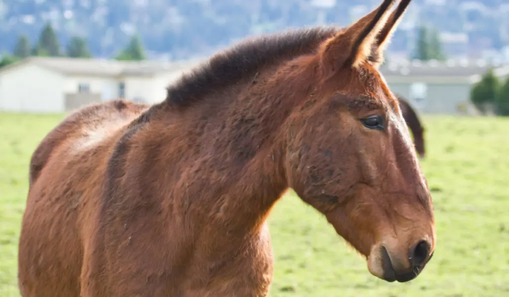 Beautiful rescued mule in a nearby pasture