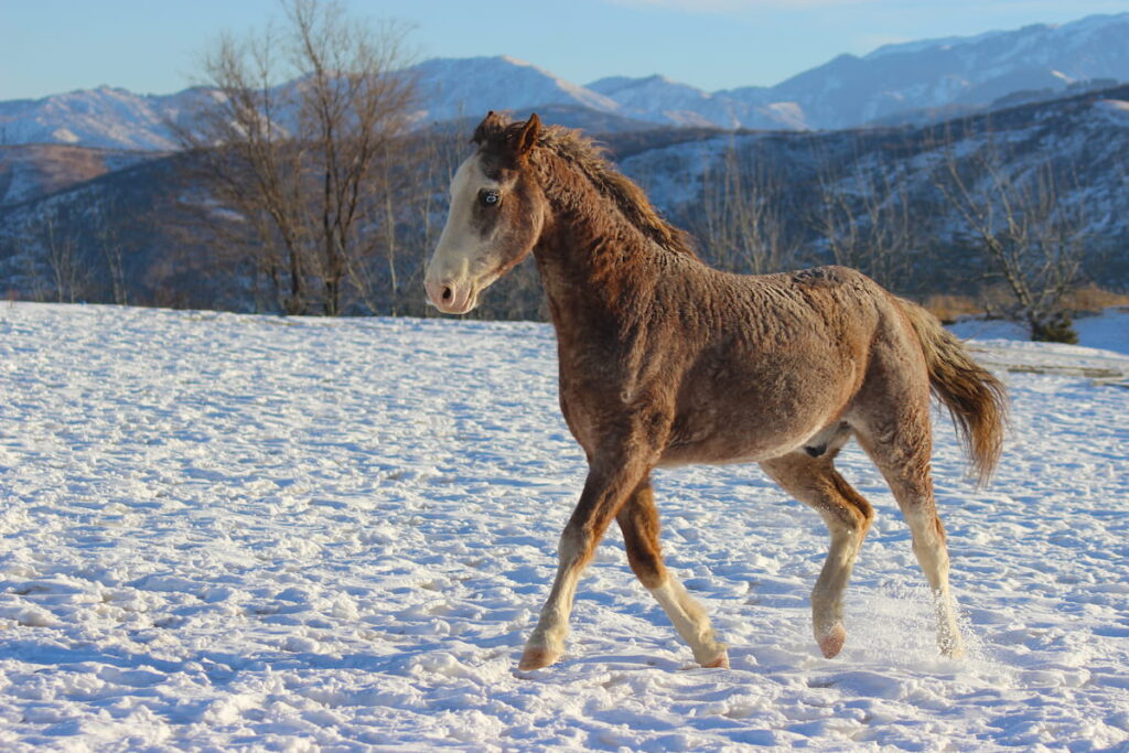 Beautiful stallion American Curly breed on the background of mountains
