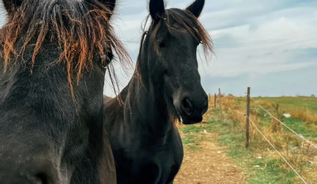 Beautiful thoroughbred horses of dark brown color with a brown mane