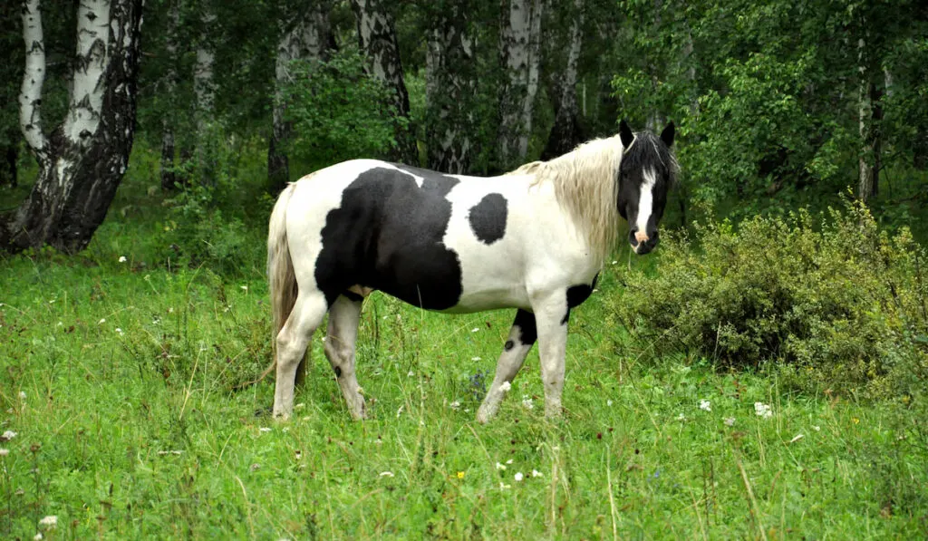 Beautiful white and black horse on on a pasture in the forest 