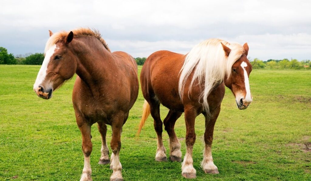 Belgian Draft Horse