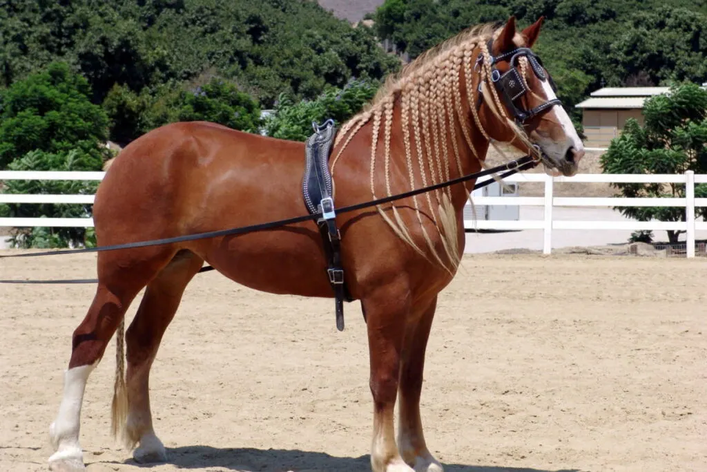 Belgian Draft Horse with braided mane