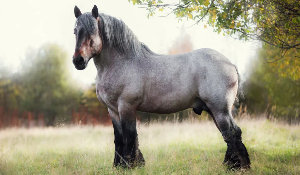 Belgian draft horse in summer field at sunset