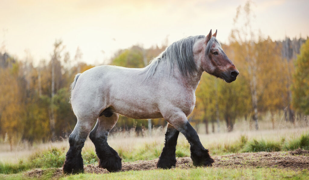 Belgian draft horse in summer field at sunset
