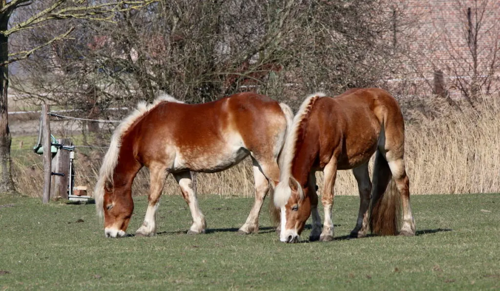 Belgian horses grazing on green grass 