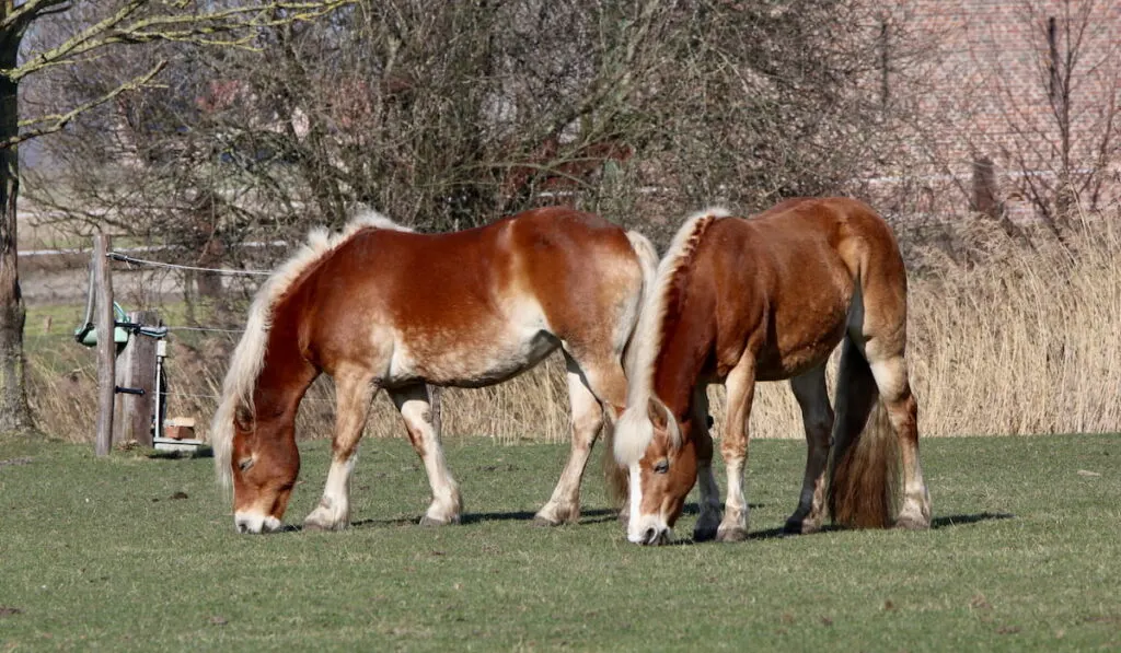 Belgian horses grazing on green grass
