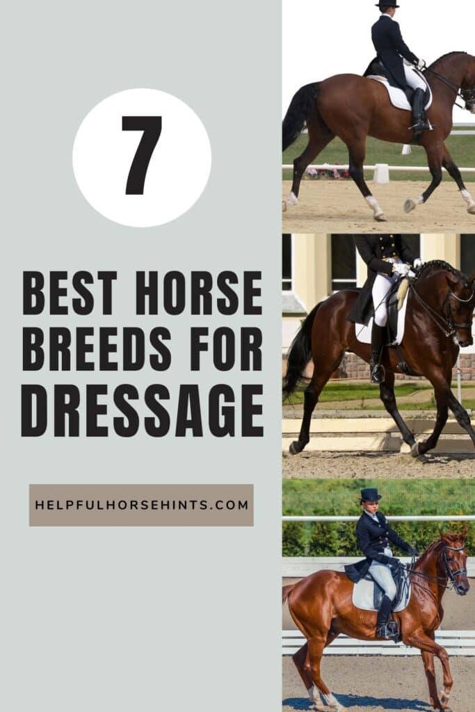 Pinterest pin - Best 7 Horse Breeds For Dressage