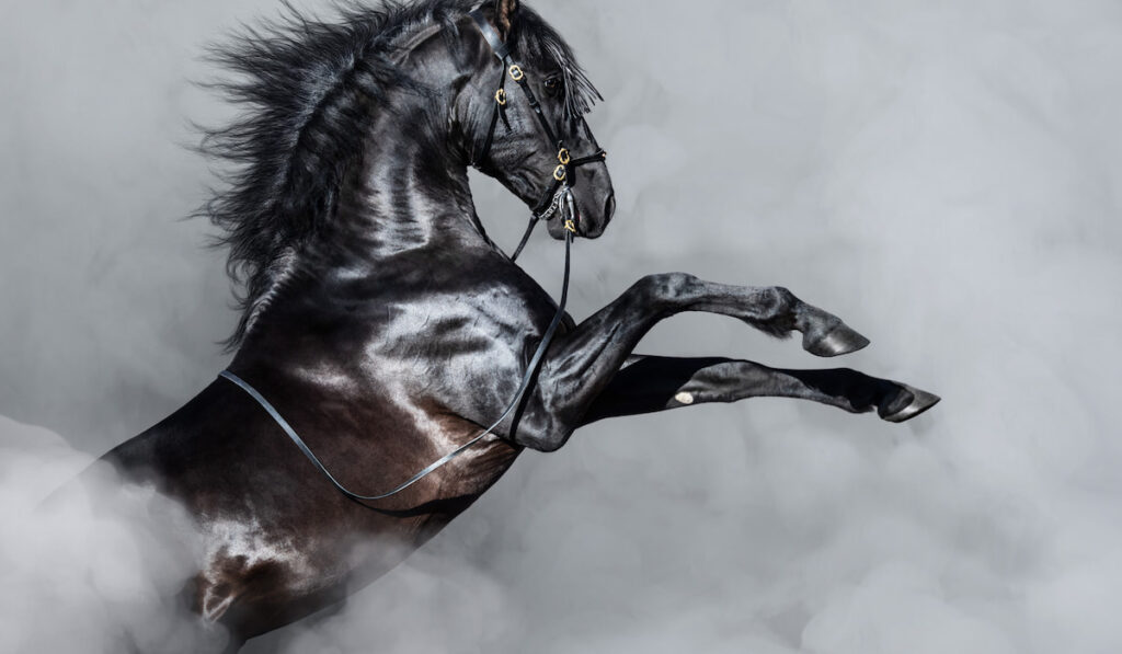 13 Breeds Where You Can Find All Black Horses - Helpful Horse Hints