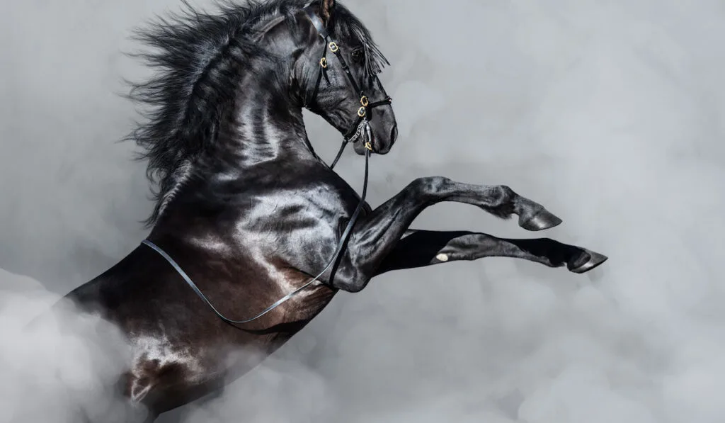 Black Andalusian horse rearing in smoke