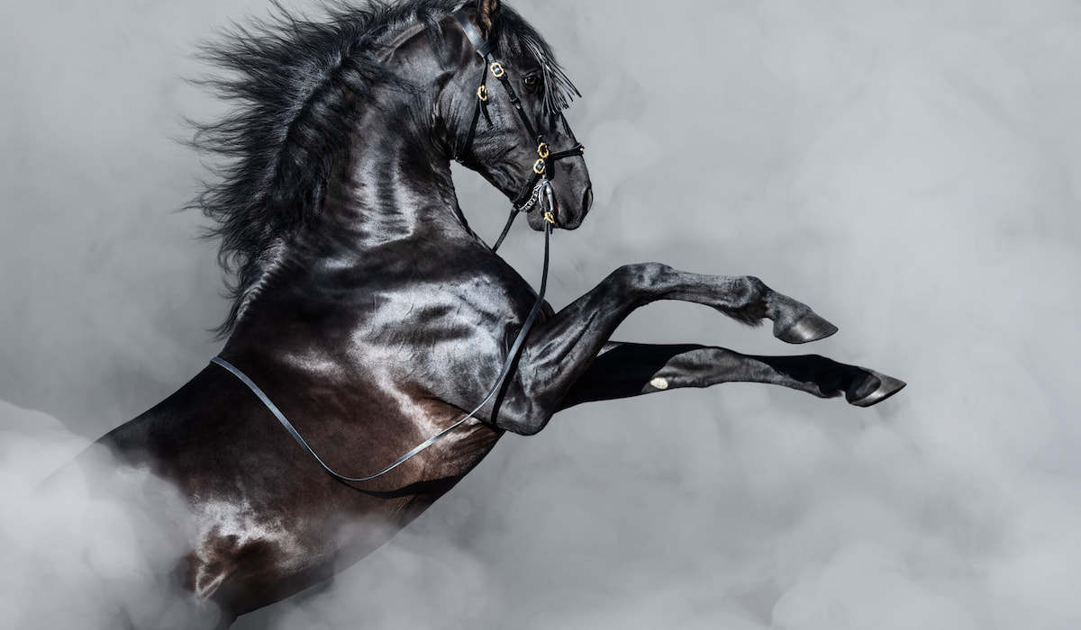 A very beautiful black horse!  Horses, Horse breeds, Friesian horse