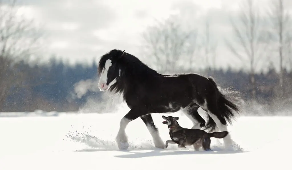Black Clydesdale horse and dog run next to each other in winter field