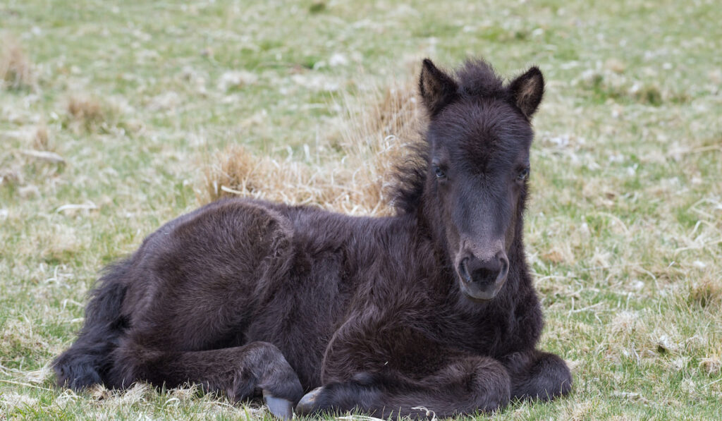 Black Dartmoor Pony foal resting on grass