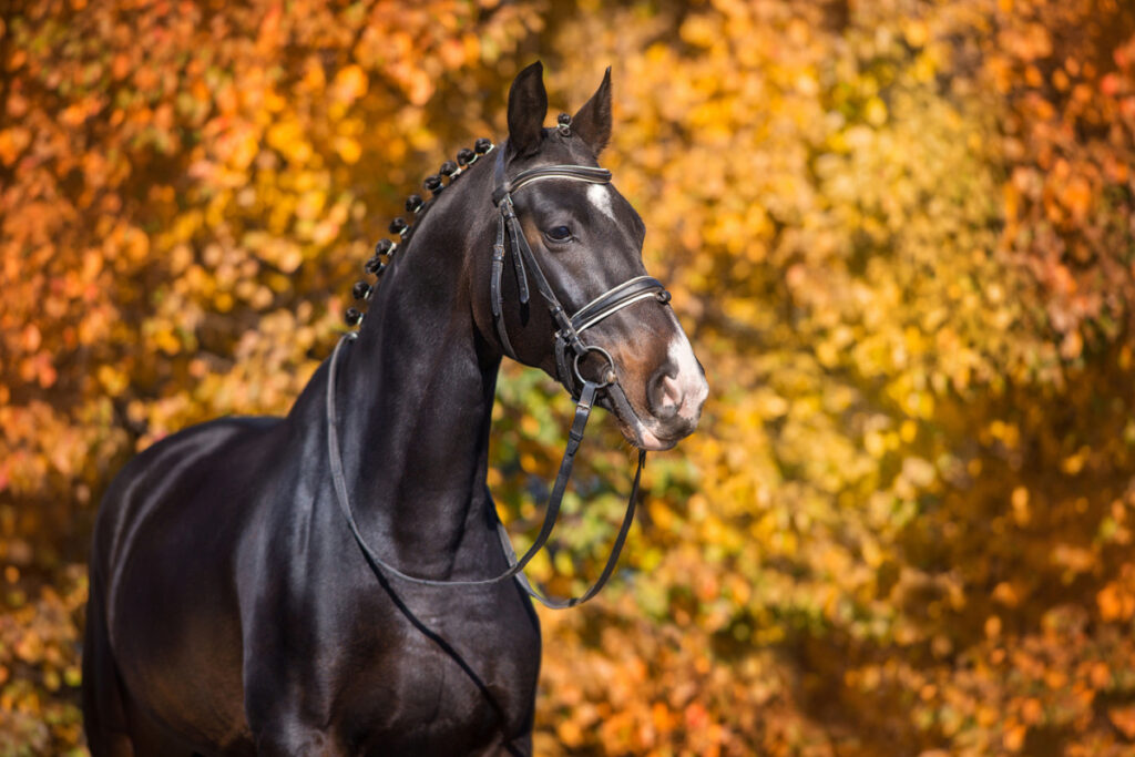 Black Dutch Warmblood horse standing near the autumn leaves