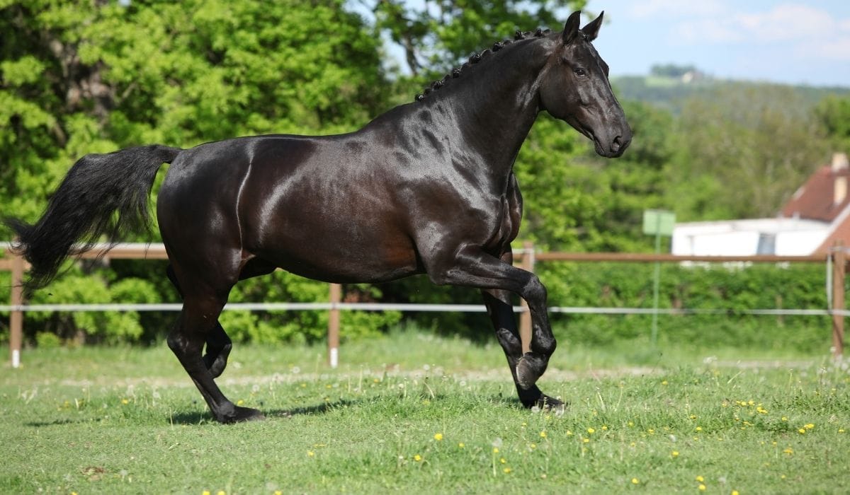 9 Fascinating Dutch Warmblood Facts Helpful Horse Hints