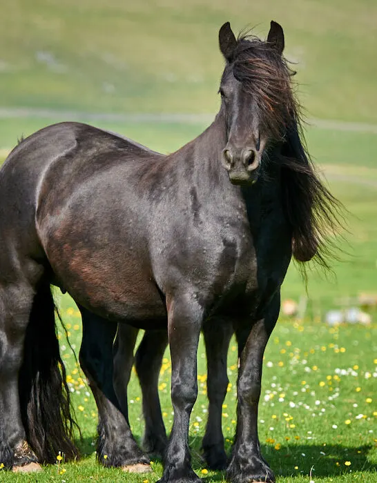 black fell pony mare standing on meadow