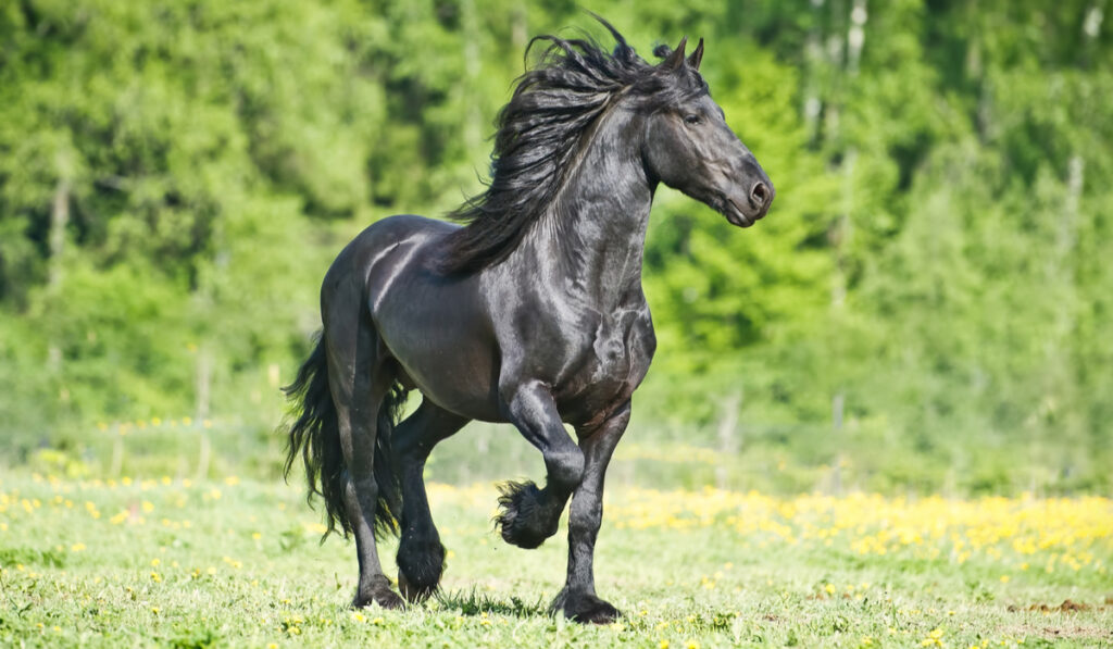 Black Friesian horse runs gallop in summer time