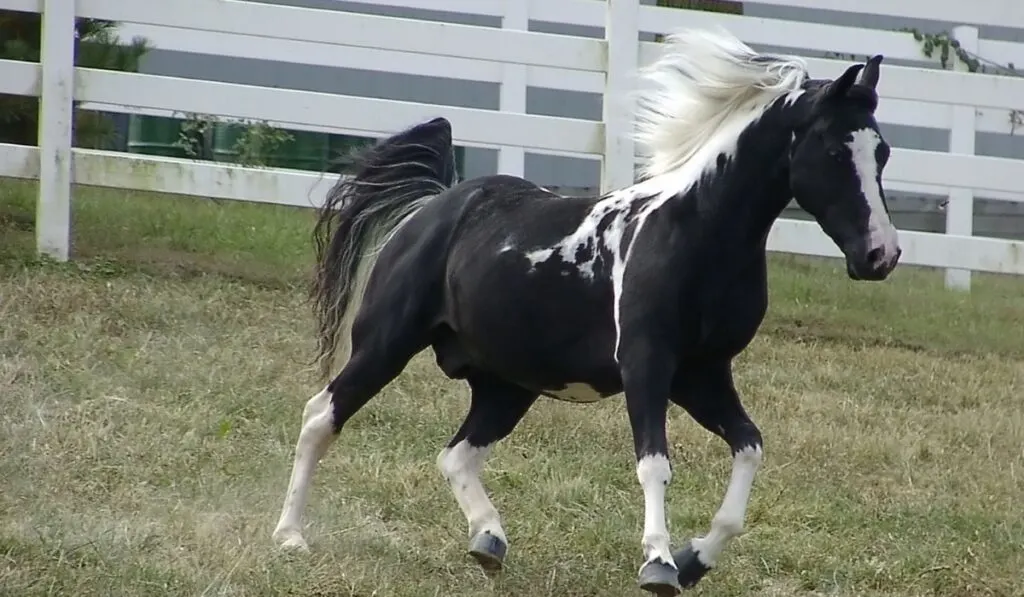 Black Missouri Fox Trotters