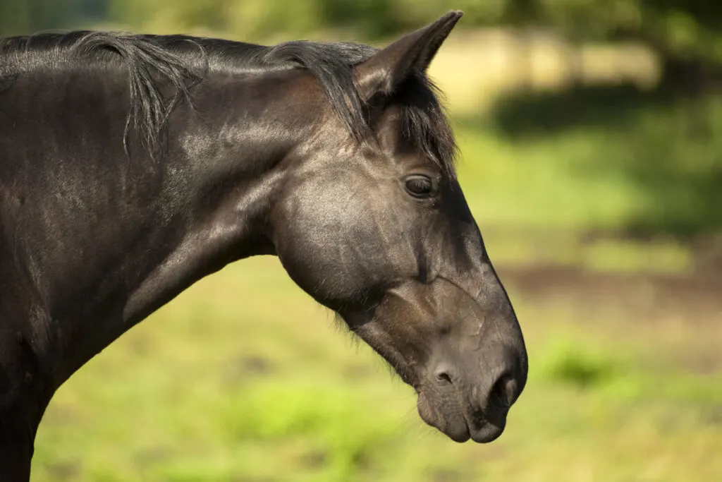 Black Oldenburger horse breed against blurry nature background