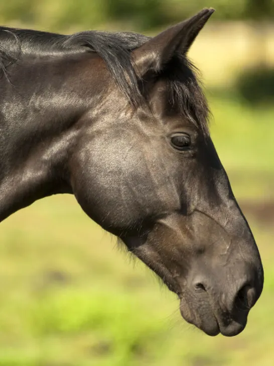 black oldenburger horse breed against blurry nature background