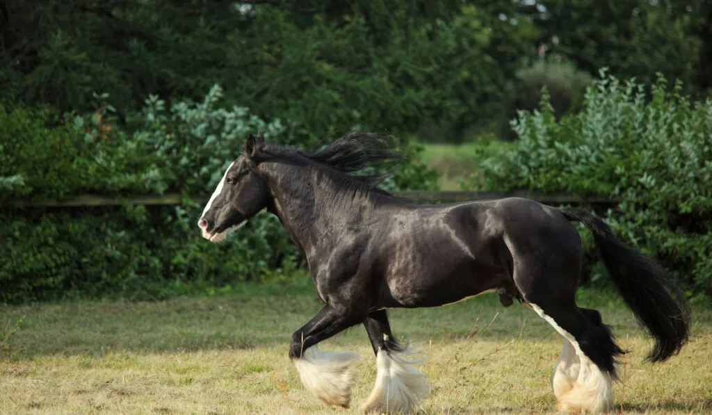 Black Shire Horse galloping on a summer farm