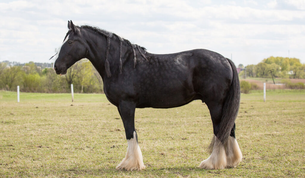 Black Shire Horse standing on grass field 
