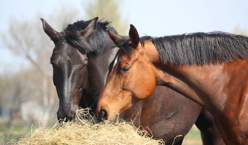 Black and brown horses eating hay