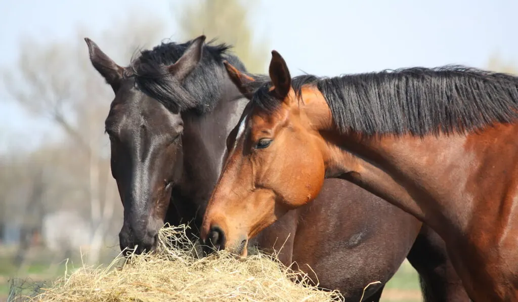 Black and brown horses eating hay 