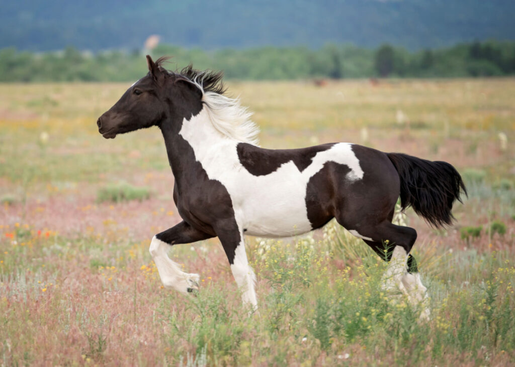 Black and white Gypsy Vanner horse running in the field - 