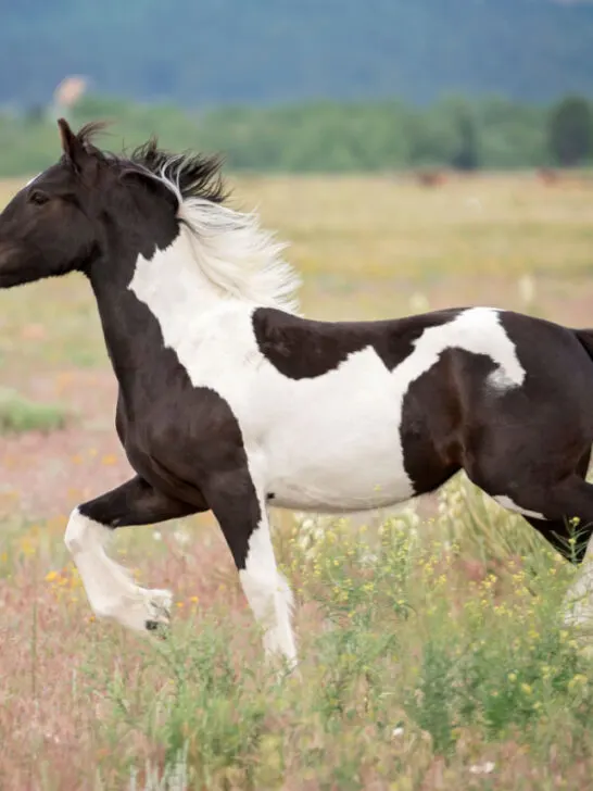 Black and white Gypsy Vanner horse running in the field -