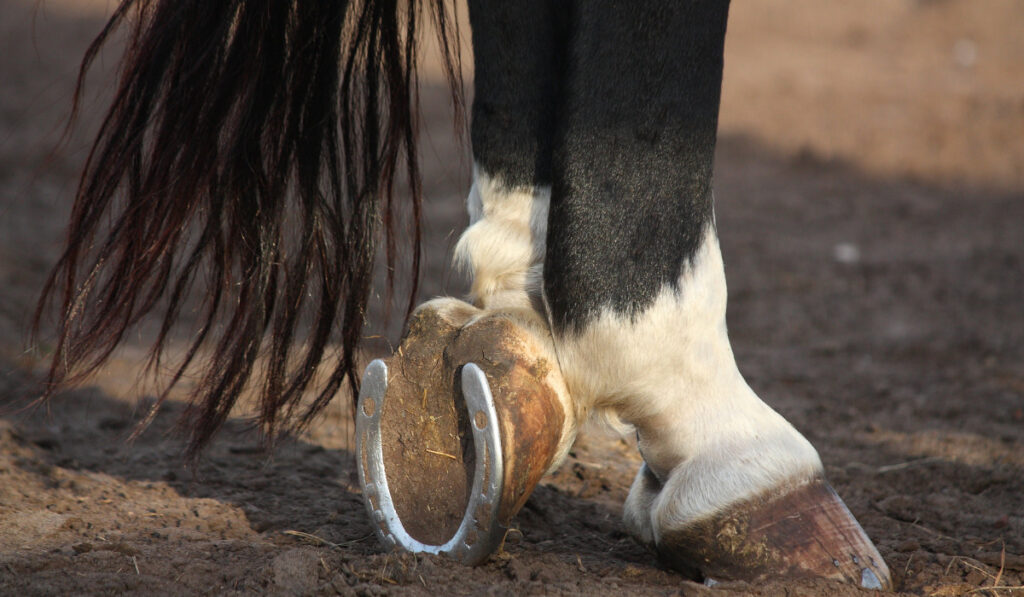 Black and white horse hoofs with horseshoe