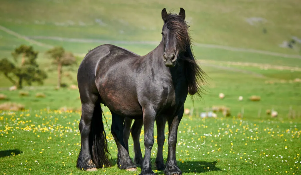 Black fell pony mare with its foal on its side on meadow